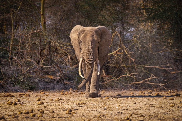 079 Amboseli Nationaal Park.jpg